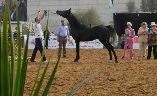 بطولة فلسطين الدولية العاشرة لجمال الخيل انجاز فلسطيني فاق كل التوقعات